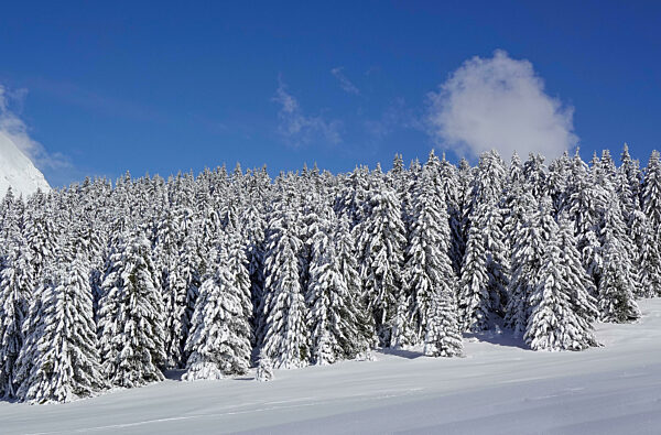 Verschneite Tannen, Wintersportgebiet Portes du Soleil, Haute-Savoie, Frankreich