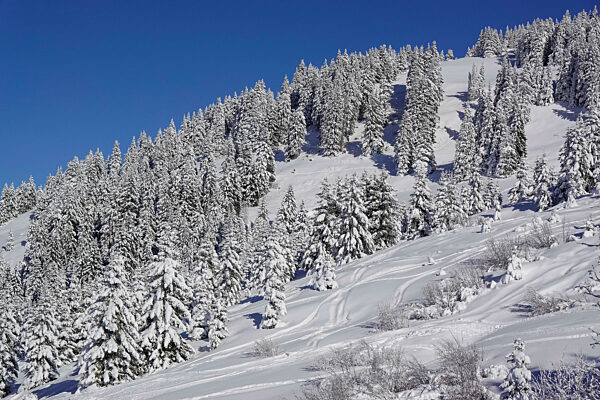 Verschneite Tannen, Wintersportgebiet Portes du Soleil, Haute-Savoie, Frankreich