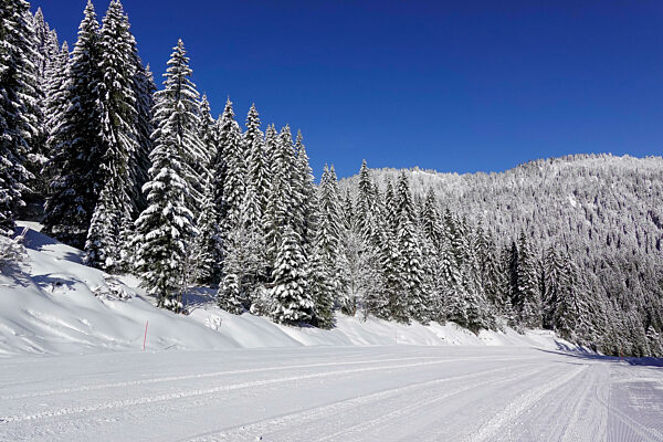 Skipiste Les Rochassons, verschneite Tannen, Wintersportgebiet Portes du Soleil, Chatel, Haute-Savoie, Frankreich