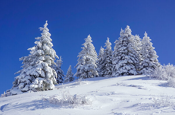 Verschneite Tannen, Wintersportgebiet Portes du Soleil, Haute-Savoie, Frankreich