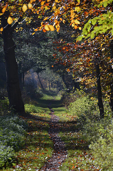 Halbinsel Darss - Herbstlicher Osterwald