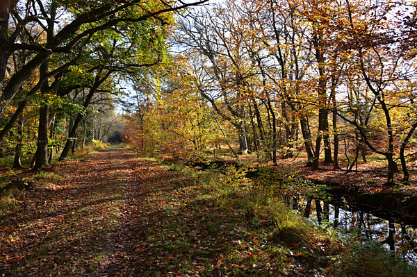 Halbinsel Darss - Herbstlicher Osterwald