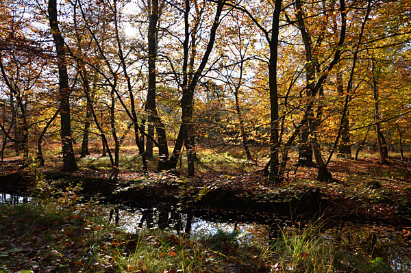 Halbinsel Darss - Herbstlicher Osterwald