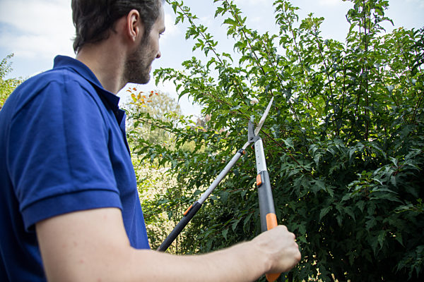 Cutting back a shrub