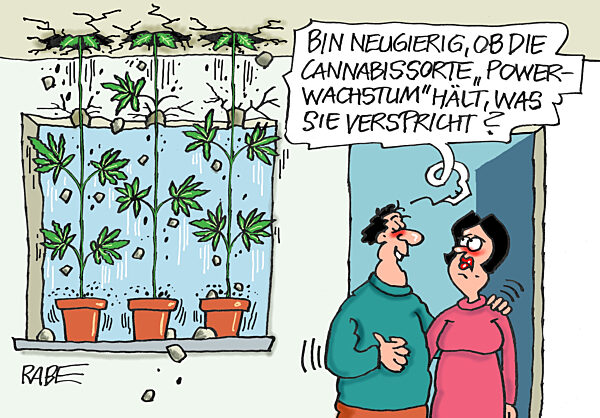 Cannabis Superduenger