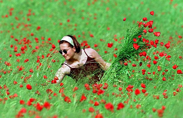 Rot-grüne Pracht: Blühendes Mohnfeld