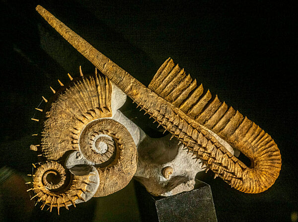 Eröffnung Sonderausstellung „Ammonite Masterpieces“