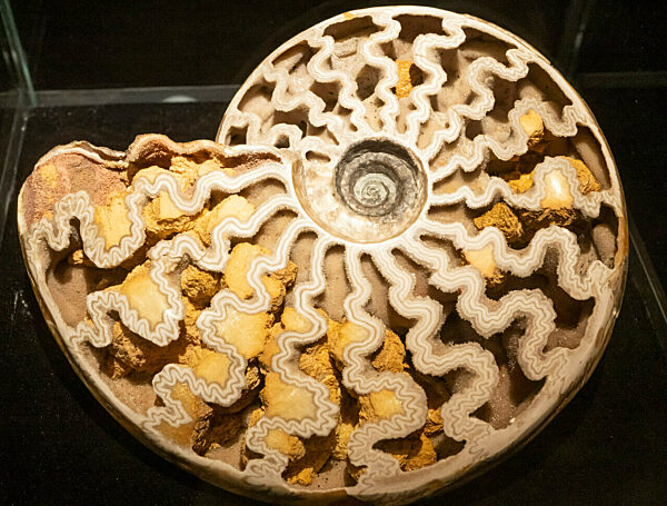 Eröffnung Sonderausstellung „Ammonite Masterpieces“
