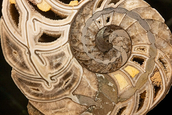 Eröffnung Sonderausstellung „Ammonite Masterpieces“