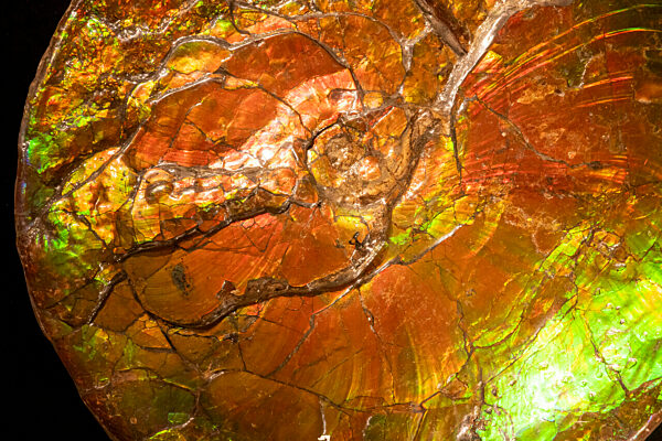 Eröffnung Sonderausstellung „Ammonite Masterpieces“