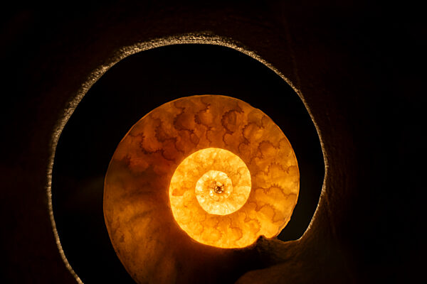 Eröffnung Sonderausstellung „Ammonite Masterpieces“