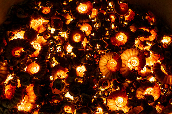 Eröffnung Sonderausstellung „Ammonite Masterpieces“