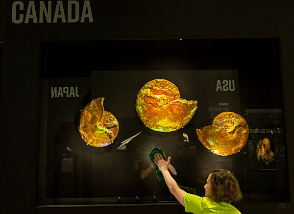 Eröffnung Sonderausstellung „Ammonite Masterpieces“