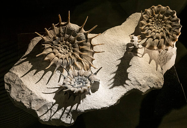 Eröffnung Sonderausstellung „Ammonite Masterpieces“