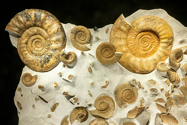 Eröffnung Sonderausstellung „Ammonite Masterpieces“