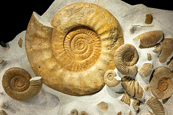 Eröffnung Sonderausstellung „Ammonite Masterpieces“