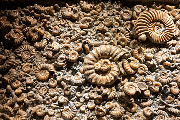 Eröffnung Sonderausstellung „Ammonite Masterpieces“
