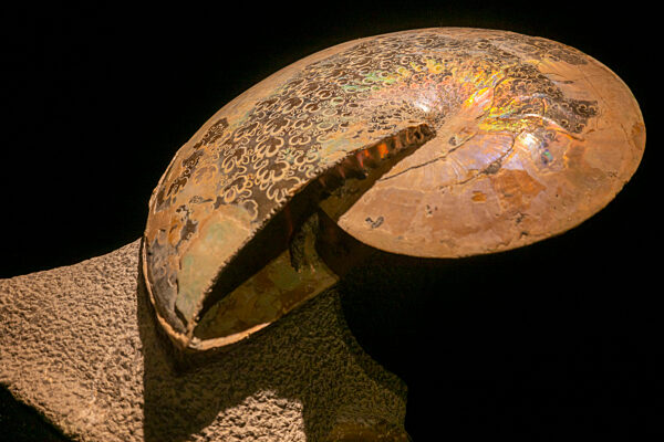 Eröffnung Sonderausstellung „Ammonite Masterpieces“