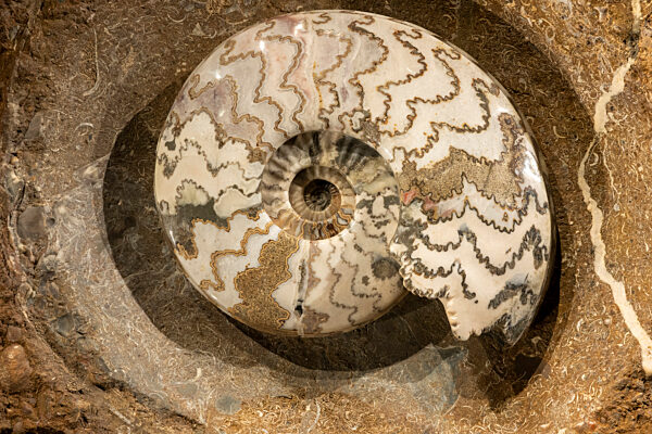 Eröffnung Sonderausstellung „Ammonite Masterpieces“