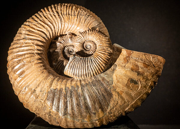 Eröffnung Sonderausstellung „Ammonite Masterpieces“