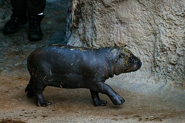 Tierpfleger von Zwergflusspferd Toni
