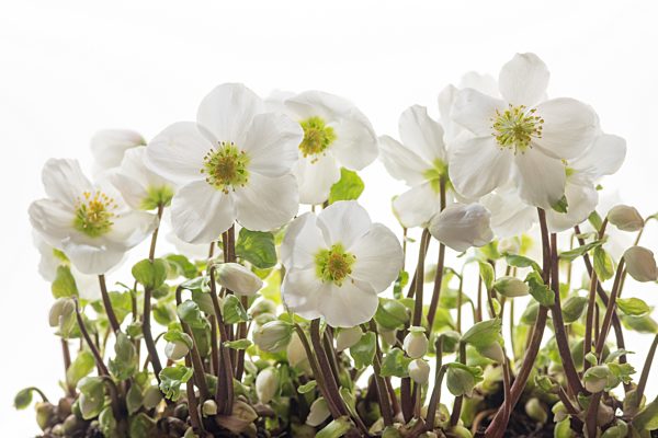 Christrosenblüten im Gegenlicht