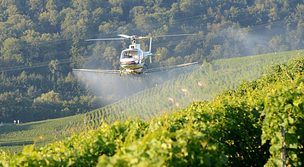 Hubschrauber spritzt Rebstöcke