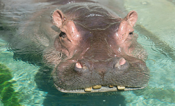 Weiterentwicklung der Wilhelma