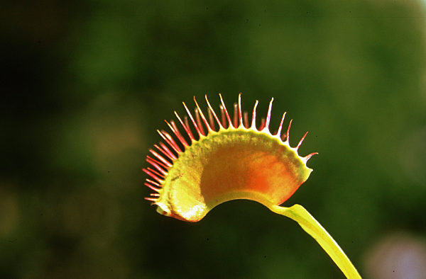 Venusfliegenfalle