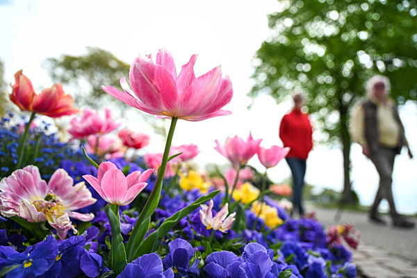 Tulpenpracht am Bodensee