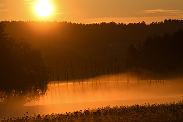 Sonnen trifft Bodennebel