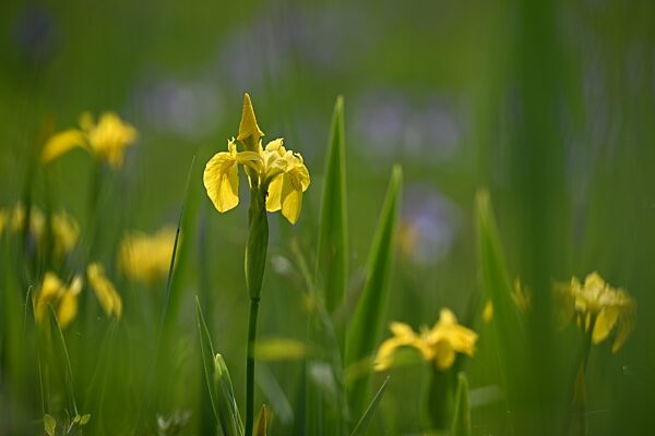 Irisblüte bringt Farbe in die Wiese