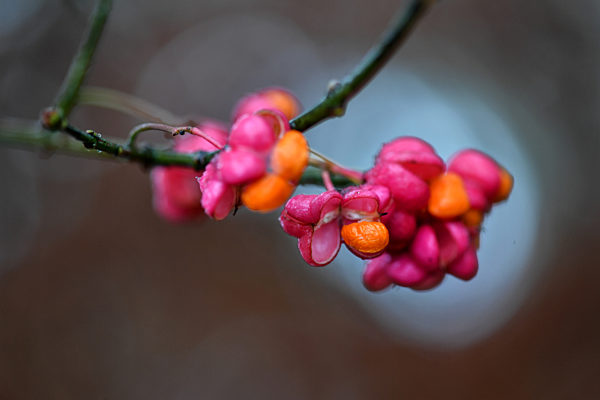 Pfaffenhütchen im Winter