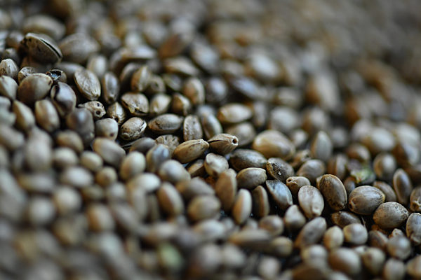 Bio-Bauer baut THC-freien Hanf an