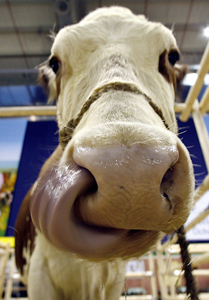 Grüne Woche - Kühe in der Tierhalle