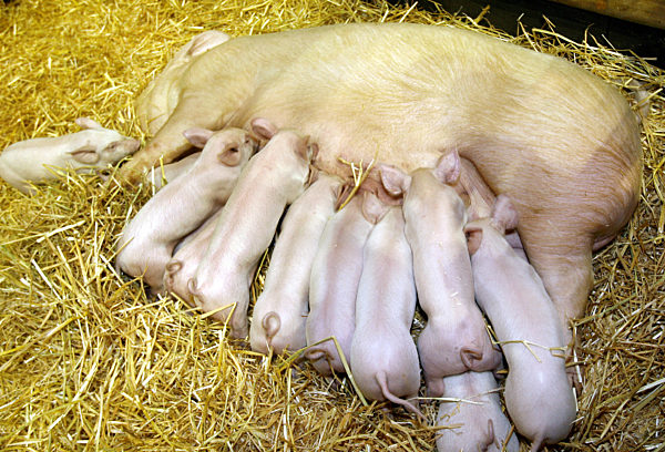 Grüne Woche - Nachwuchs auf dem Bauernhof