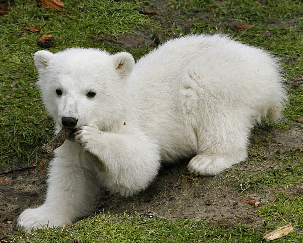Das Eisbär-Baby Knut erkundet am Freitag (23.03...