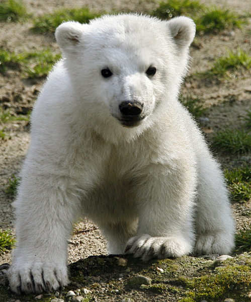 Das Eisbär-Baby Knut am Freitag (23.03.2007) bei seinem ersten öffentlichen...