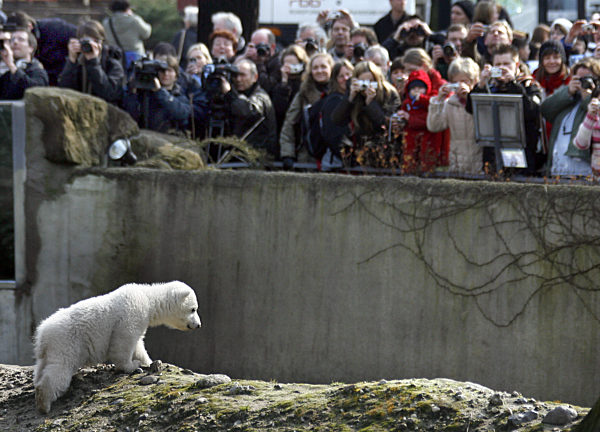 Neugierig betrachten sich Eisbär-Baby Knut...
