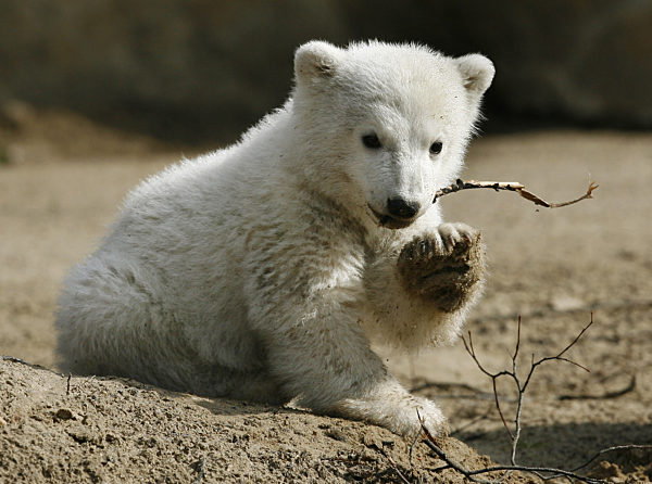 Das Eisbär-Baby Knut am Freitag (23.03.2007) bei seinem ersten öffentlichen...