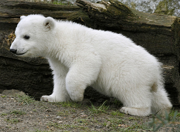 Das Eisbär-Baby Knut am Freitag (23.03.2007) bei seinem ersten öffentlichen...