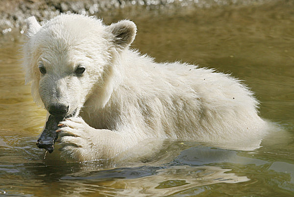 Mit einem Stück Holz spielt Eisbär-Baby Knut am Dienstag (17.04...