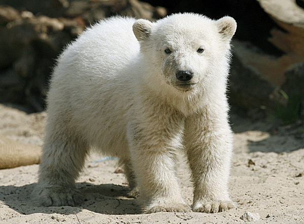 Eisbär-Baby Knut zeigt sich am Dienstag (17.04...