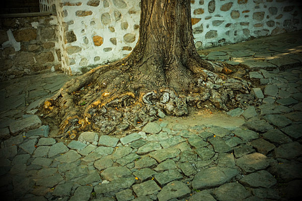 Plovdiv - Wurzeln im alten Pflaster