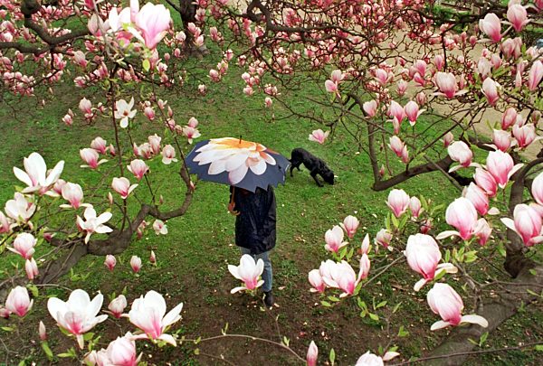 Auch mit Schirm ein Genuß: Spaziergang unter Magnolien