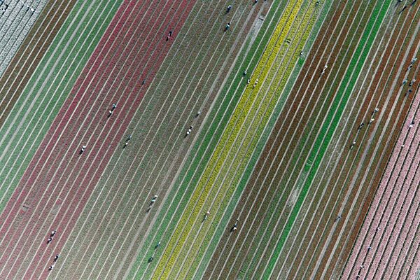 Millionen bunter Tulpen im Landkreis Gifhorn