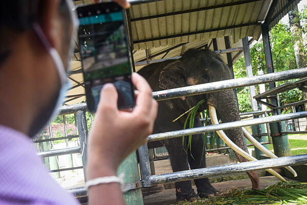 Sri Lankan Asian Elephant Sak Surin