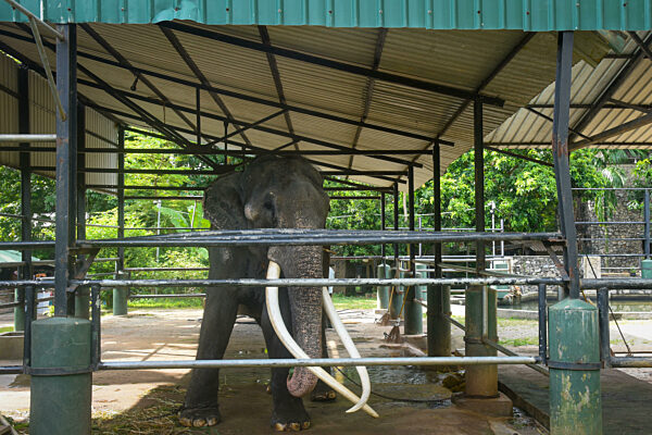 Sri Lankan Asian Elephant Sak Surin