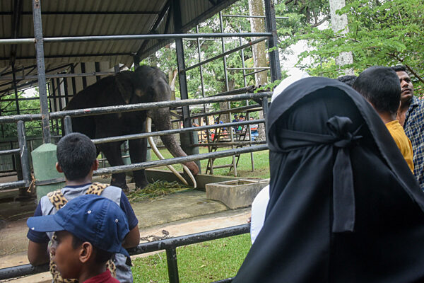 Sri Lankan Asian Elephant Sak Surin