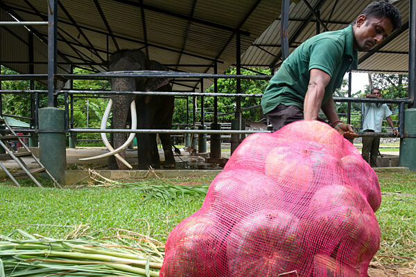 Sri Lankan Asian Elephant Sak Surin